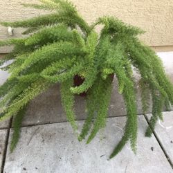 Large healthy asparagus fern plant in a pretty glazed pot