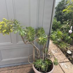 Gorgeous Plant For Gift With Yellow Flower