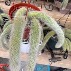 MONKEY TAIL CACTUS IN 6” POT HANGING