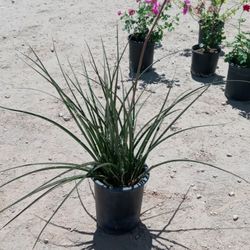 Red Yucca 