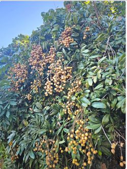 You pick longans Monday to Sunday bring your family 带你的家人来採龙眼每辆车最多5个人自带剪刀