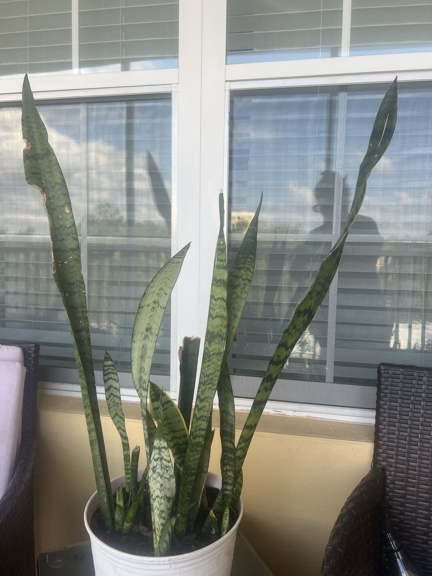 Large Snake Plant