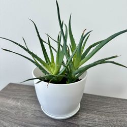 Aloe Vera Plant