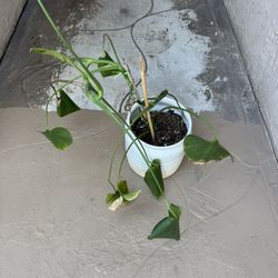 Pothos Plant And Pot