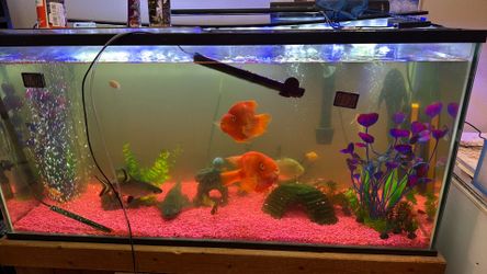 Fish tank