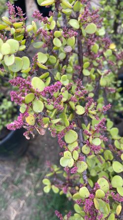 Jade plant (elephant food)
