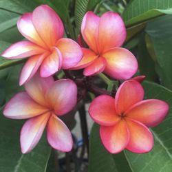 Wizard Plumeria Cutting