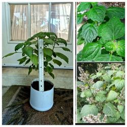 🪴 Patchouli Plant - 1 Ft Tall