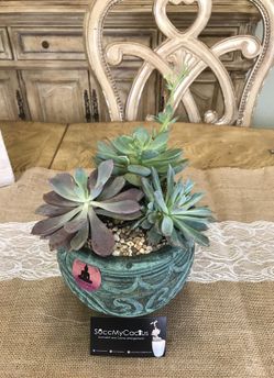 Succulents and cacti arrangements.