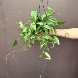 6” hoya rígida 