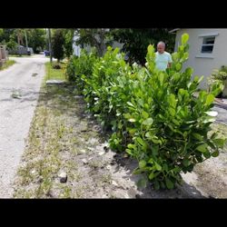 Clusias  Over 6  To 7 Feet Tall Full Green  Fertilized  Ready For Planting Instant Privacy Hedge  Same Day Transportation  Ask For Prices All Size Ava