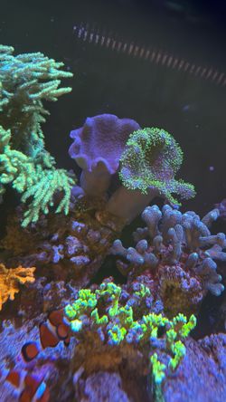 Free coral