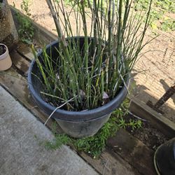 Organic Horsetail $25