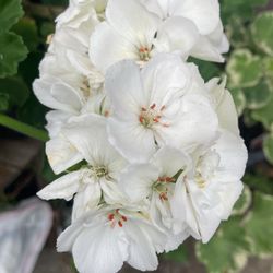 Plants Geranio Blanco 