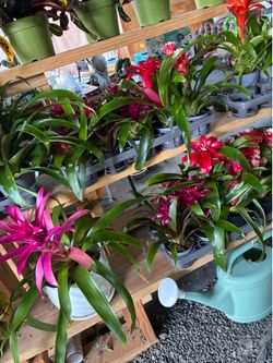 Today sale bromelia plants in 5” pots today only $5 each