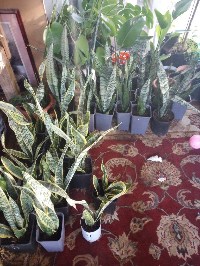 Snake Plant