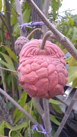Red sugar apple or annona