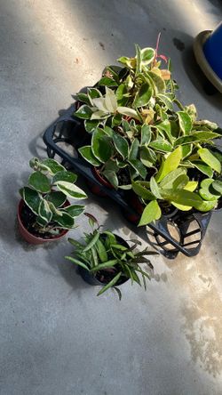 4” Hoya Houseplants – Variegated & Rare Varieties 🌿