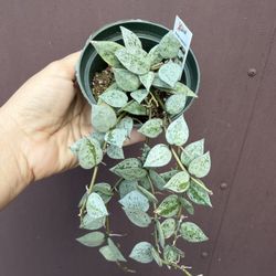 Hoya Krohniana Eskimo In 4” Pot 