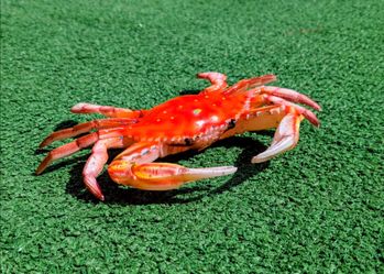 Red Crab Maryland Hand Painted 6" Replica Wall Sculpture Beach Decor EUC