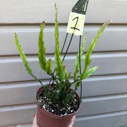 6” Ripsalis Crusiformis Spiralis 