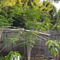 Flamboyant Tree With Red Flowers