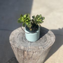 Jade Planter