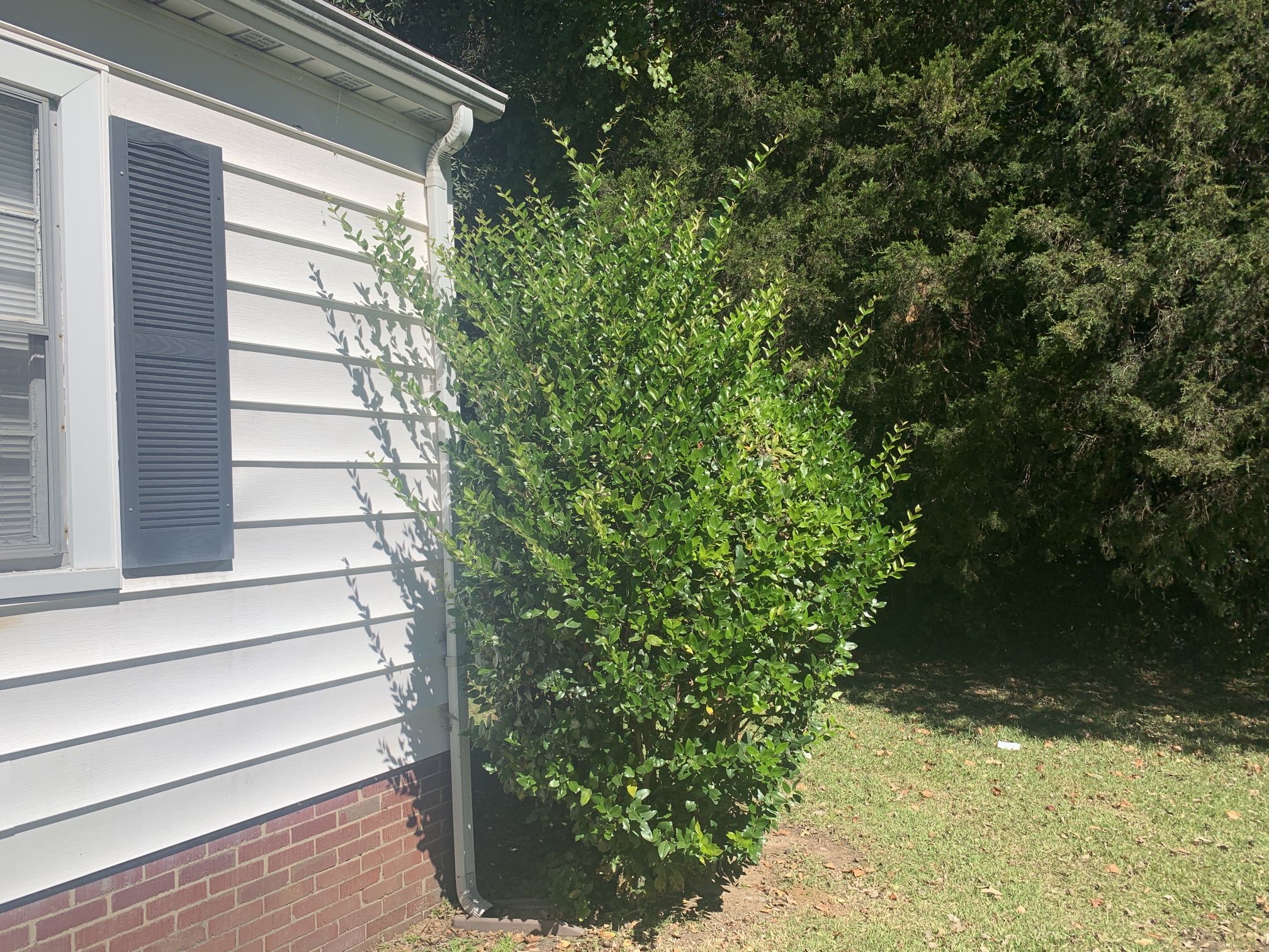 Bush Trimming