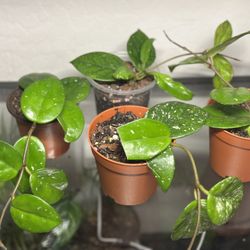 Hoya carnosa Speckled - Live Plant 