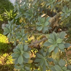 Succulents 