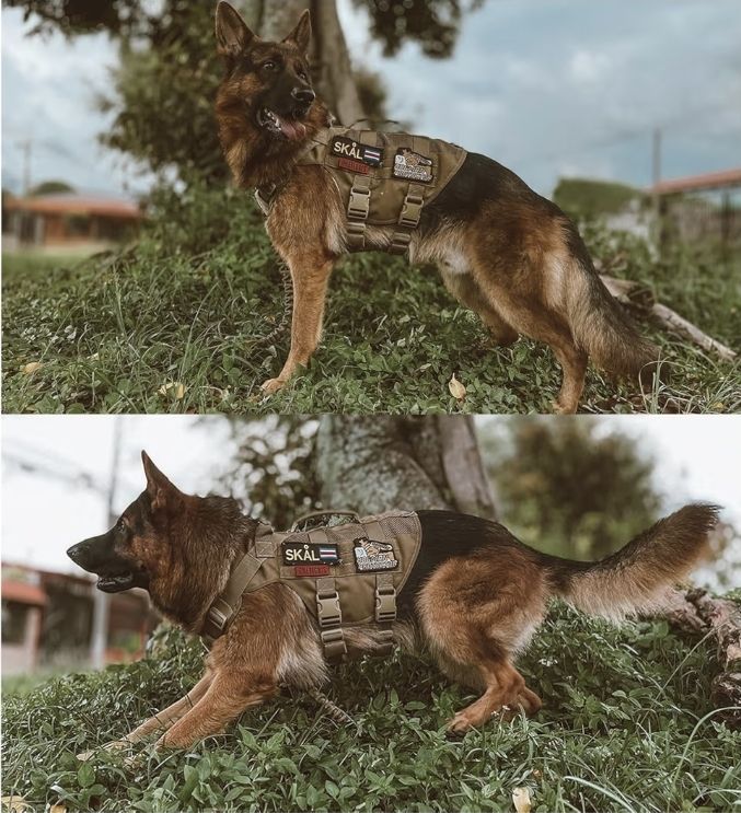 Tactical Dog Harness