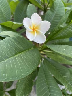 Pink Plumeria Plant