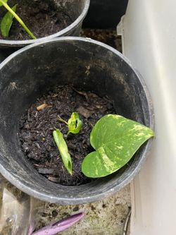 Golden Pothos Plant