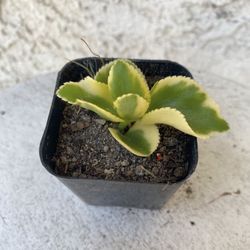 2 Inch Pot Succulent Plant - Crassula Sarmentosa Variegated - Comet - Rooted & Established - Drought Resistant - 🪴 Perfect Baby & Wedding Shower Favo