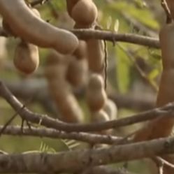 Very Sweet Tarmarind Tree