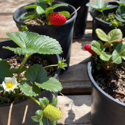 Strawberry Plant One Gallon Pot 