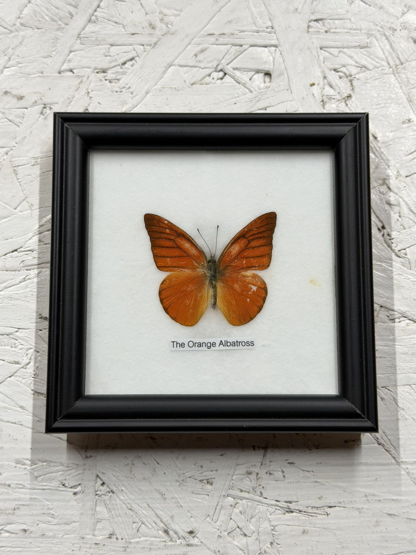 Orange Albatross Butterfly In Frame
