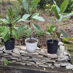 Rubber Plants, Ficus elastica