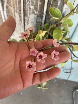 Hoya tricolor bonita Flor