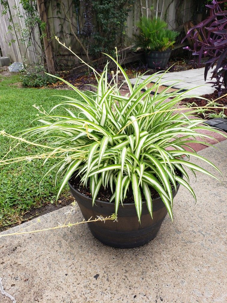 Spider Plant Large