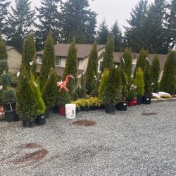 Plants trees flowers bushes very well taken care of 50% off