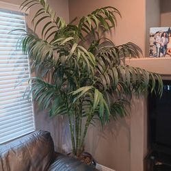 Indoor Plant, Looks Real!