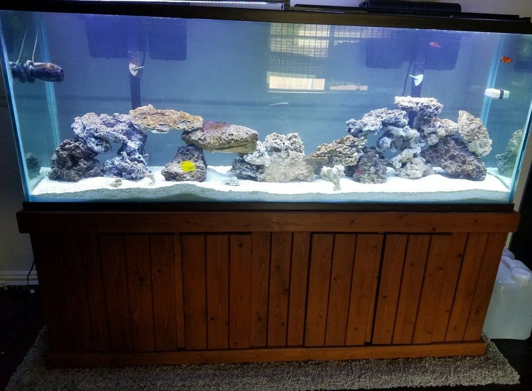 150 gallon fish tank, led lights and 3 filters