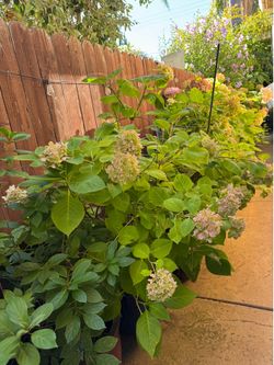 Mix varieties and colors of hydrangeas in big pot