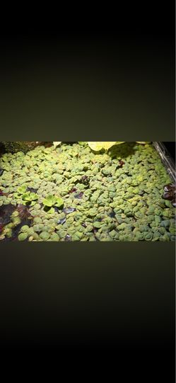 Red Root Floaters/ Water Lettuce