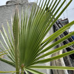 Mexican fan palm