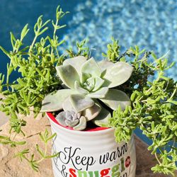 Beautiful Succulents 