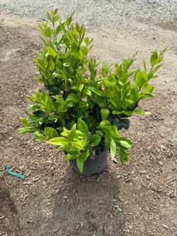 Wax Leaf Privit 5 gallon