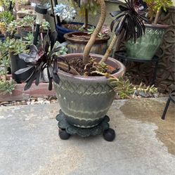 Succulents In Ceramic Pots 