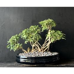 Bonsai Hawaiian Umbrella